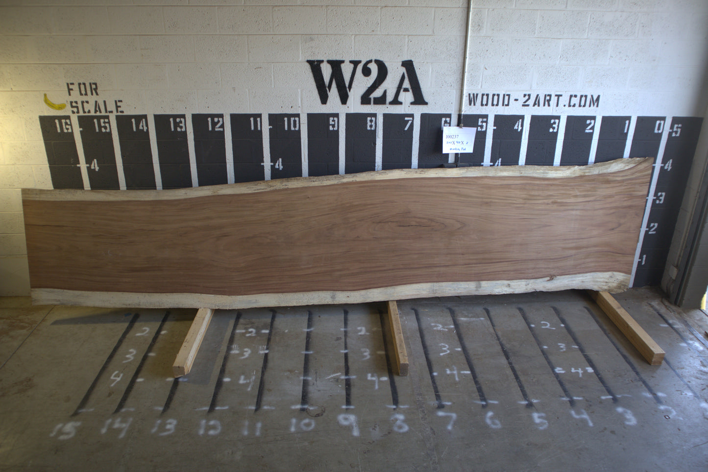 8/4 Parota <br> 202" x 40" x 2" <br> I00237