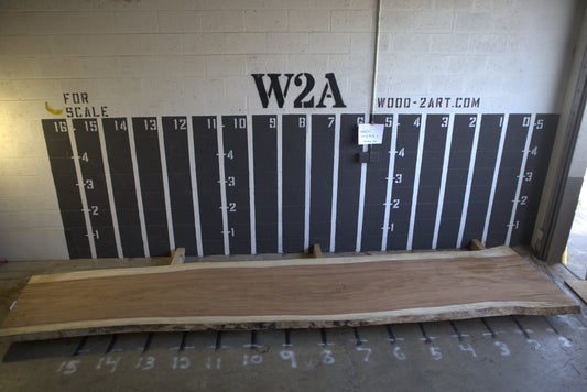 8/4 Parota <br> 202" x 40" x 2" <br> I00237